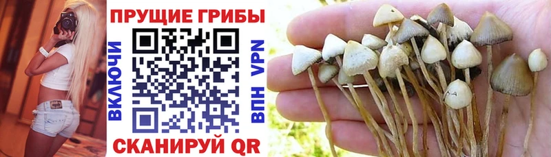где купить Хотьково нарко площадка какой сайт Галлюциногенные грибы мухоморы